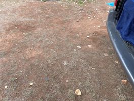 Raíces, sin césped, sin sombra
