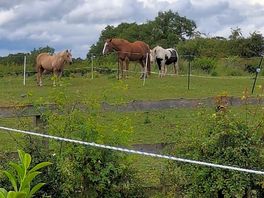Ponies