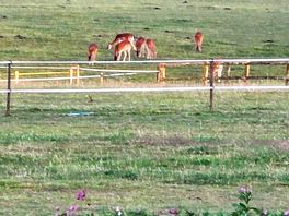 Some of the deer i could see from my tent