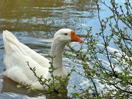 Swan