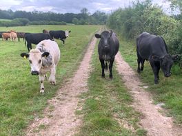 Cows in field leading to site.