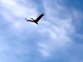 Storks nesting nearby to site
