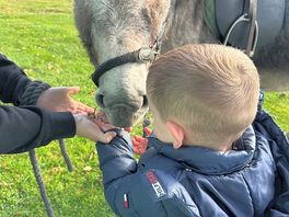 Donkey / donkey rides for kids too