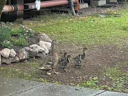 Lots of wildlife