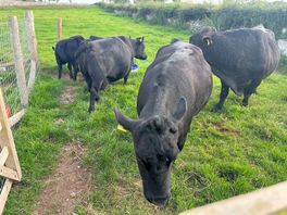 Neighbours