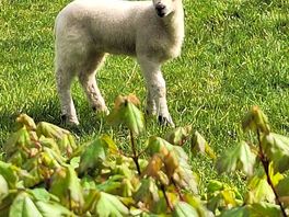 Lamb
