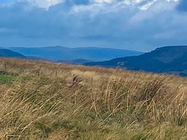 View from the site