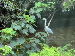 Heron on the stream 3m from van.