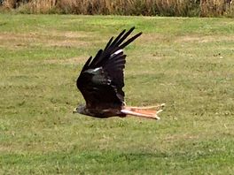 Red kite