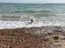 Dog friendly beach