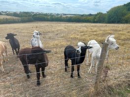 Alpacas