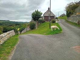 Local sheep near pub