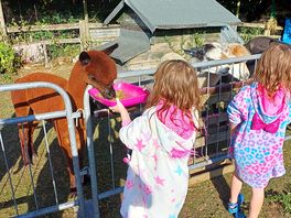 Breakfast for the alpacas