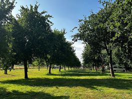 Orchard