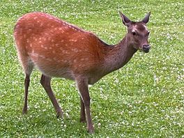 Deer very close