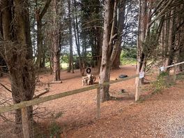 Kids forest play area