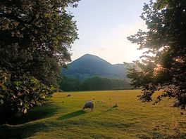 Even the sheep love it.