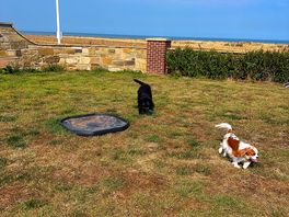 Enclosed dog field