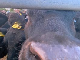 Cow