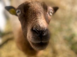 Owners sheep