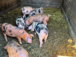 Piglets