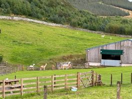 The alpacas running around their paddock