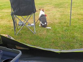 Dog friendly