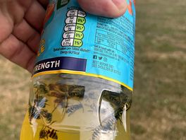 Wasps still coming after 3 day killing spree