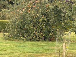 Very beautiful apple tree