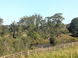 Morning by the river