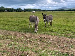 Donkeys