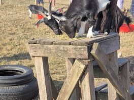 Feeding goats