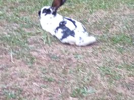 Pet rabbits roaming freely on site