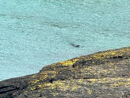 Inquisitive seals