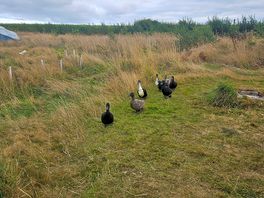 Plenty of wildlife walking around site from farm