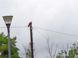 Red kite