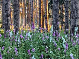 Beautiful foxgloves
