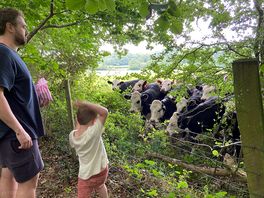 The cows!