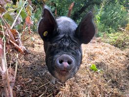 Little piggy likes apples 🍎