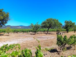 Pitches with vineyard and mountain views