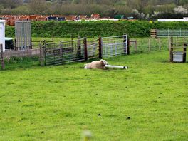 More sheep
