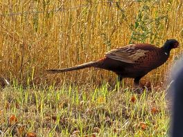 Wildlife