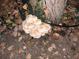 Des champignons