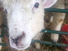 Gorgeous well kept animals. we're vegan and we was so lovely to see how cared for they are