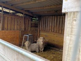 A couple of the goats, out of the rain.