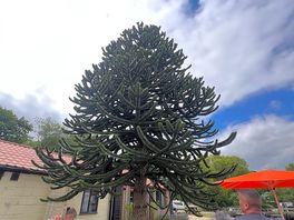 Tree on site