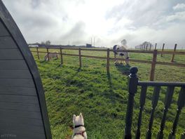 Horses in paddock