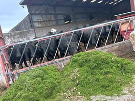 Farm onsite, kids can feed the animals just 50p for animal food