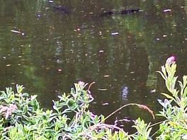 The carp just below the surface tease the anglers but do bite.