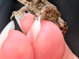 Wildlife